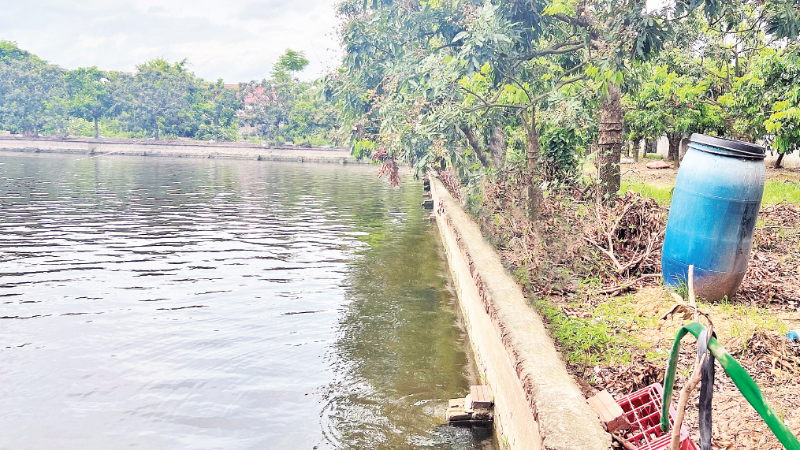 Mô hình kết hợp vườn, ao góp phần nâng cao hiệu quả kinh tế cho cây nhãn.