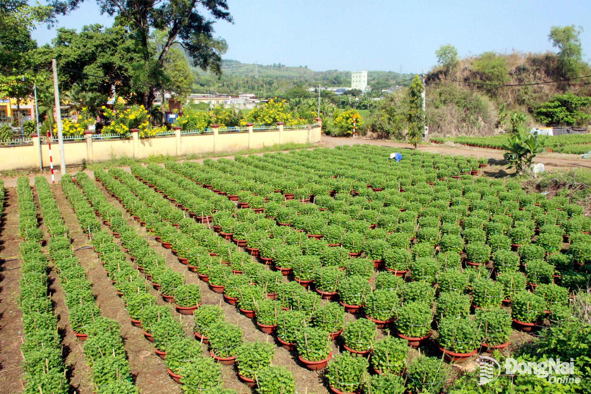 Vườn hoa của người d&acirc;n x&atilde; Gia Kiệm chuẩn bị v&agrave;o vụ tết. Ảnh: Trần Danh