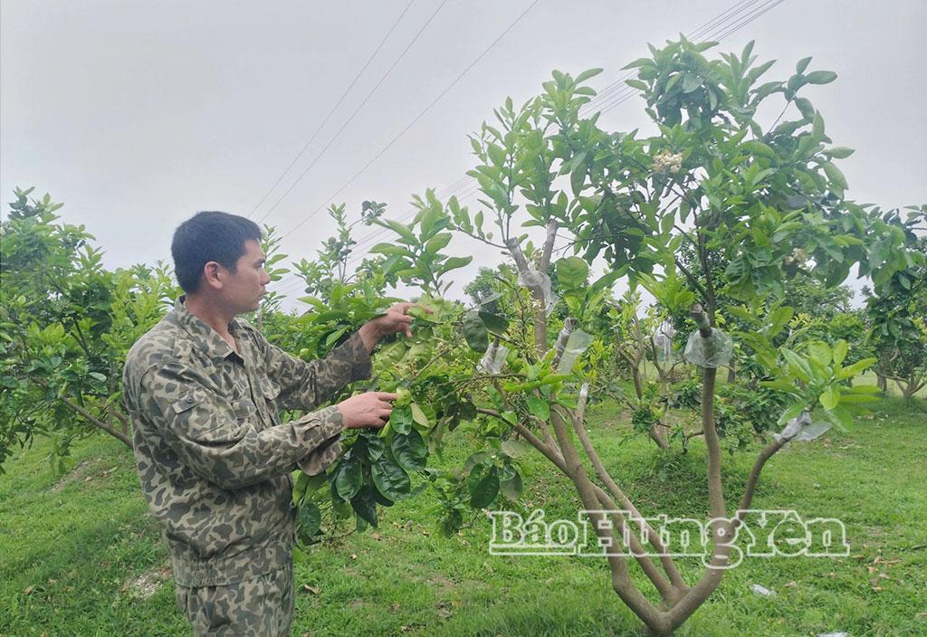Mô hình chuyển đổi hiệu quả của gia đình anh Vũ Văn Thiêm, xã Hoàng Hoa Thám.
