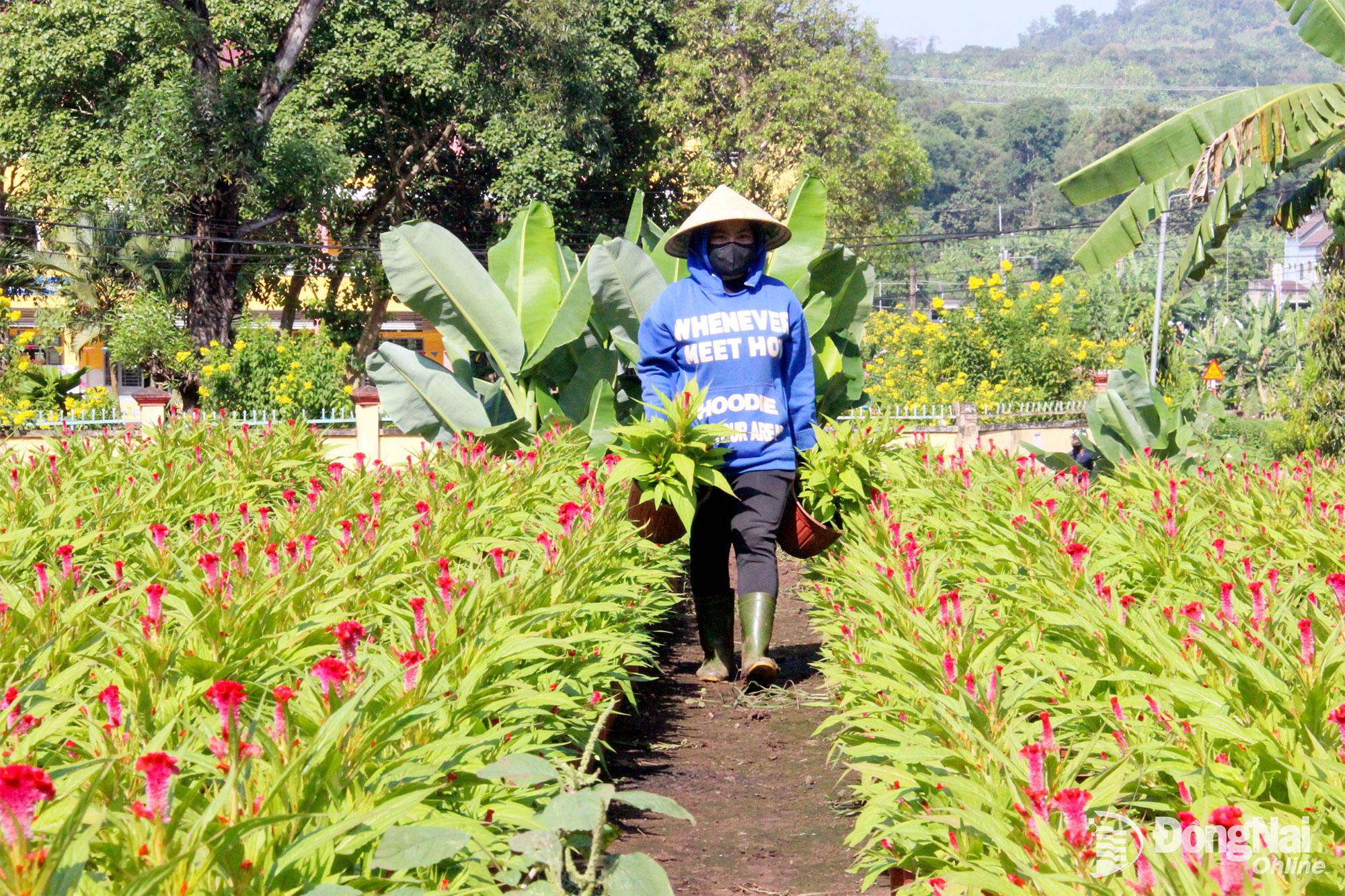 Những vườn hoa m&agrave;o g&agrave; cũng được người d&acirc;n chăm s&oacute;c cẩn thận. Ảnh: Trần Danh