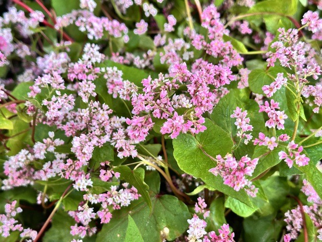 Sắc hoa Tam Giác Mạch đóng băng buổi sớm – Vẻ đẹp kỳ diệu nơi cửa ngõ Cao nguyên đá - Ảnh 4. Sắc hoa Tam Giác Mạch đóng băng buổi sớm – Vẻ đẹp kỳ diệu nơi cửa ngõ Cao nguyên đá - Ảnh 4.