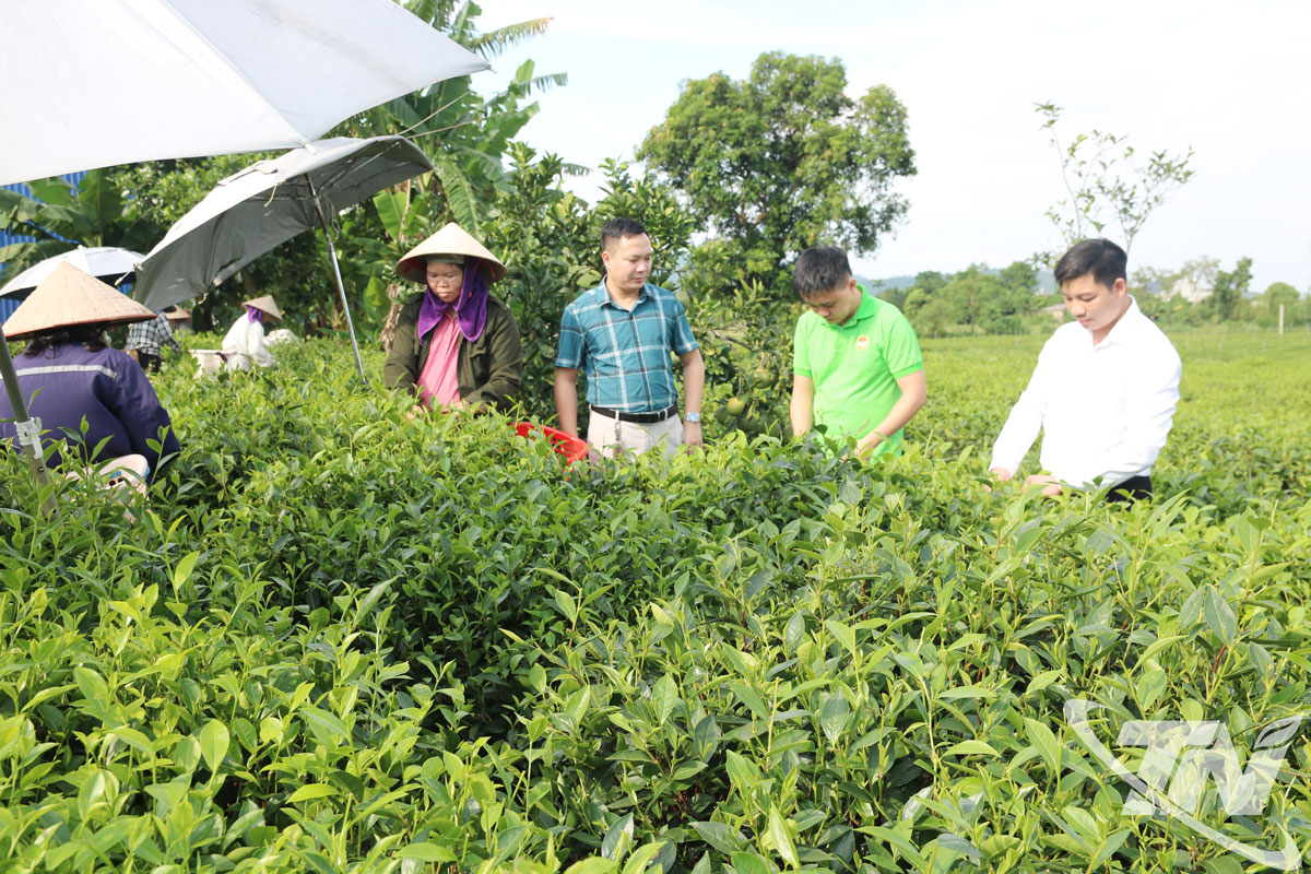 Chính quyền phường Phúc Thuận thường xuyên quan tâm các HTX trồng, chế biến chè trên địa bàn. (ảnh T.L)