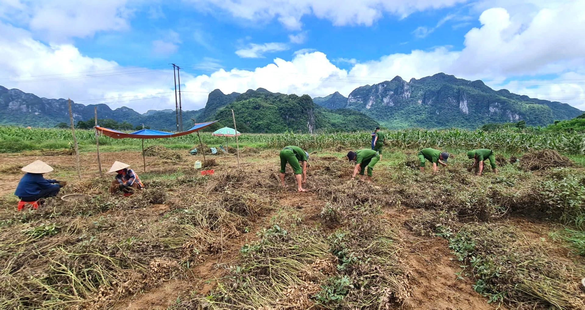 Nhiều diện tích lạc ở thôn Long Sơn, xã Trường Sơn được thu hoạch trước khi mưa lũ về - Ảnh: Trung Đức