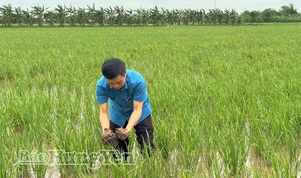 Kiểm tra mô hình nuôi rươi kết hợp sản xuất lúa tại xã Phụ Dực.