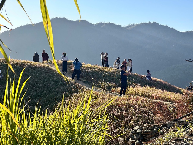 Phát triển du lịch gắn với bảo tồn văn hóa và tạo sinh kế bền vững từ hoa tam giác mạch ở Phong Dụ Thượng - Ảnh 1. Phát triển du lịch gắn với bảo tồn văn hóa và tạo sinh kế bền vững từ hoa tam giác mạch ở Phong Dụ Thượng - Ảnh 1.