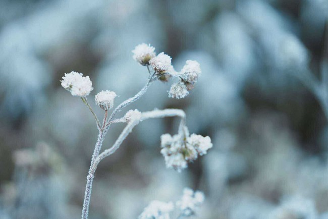 Sắc hoa Tam Giác Mạch đóng băng buổi sớm – Vẻ đẹp kỳ diệu nơi cửa ngõ Cao nguyên đá - Ảnh 2. Sắc hoa Tam Giác Mạch đóng băng buổi sớm – Vẻ đẹp kỳ diệu nơi cửa ngõ Cao nguyên đá - Ảnh 2.