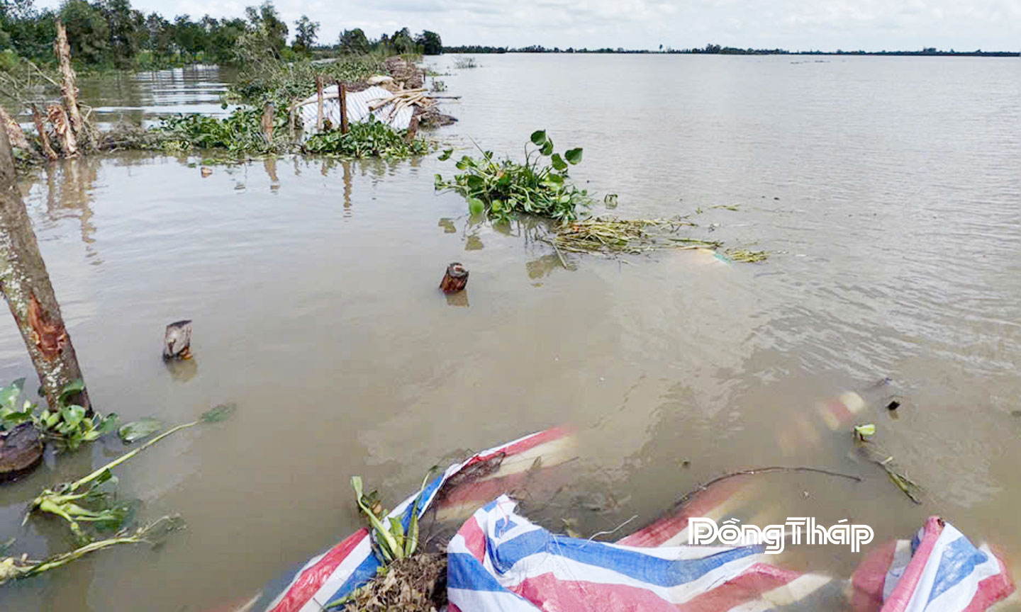Đoạn đê bao tại xã Phương Thịnh bị vỡ gây thiệt hại khoảng 155 ha đất sản xuất nông nghiệp.