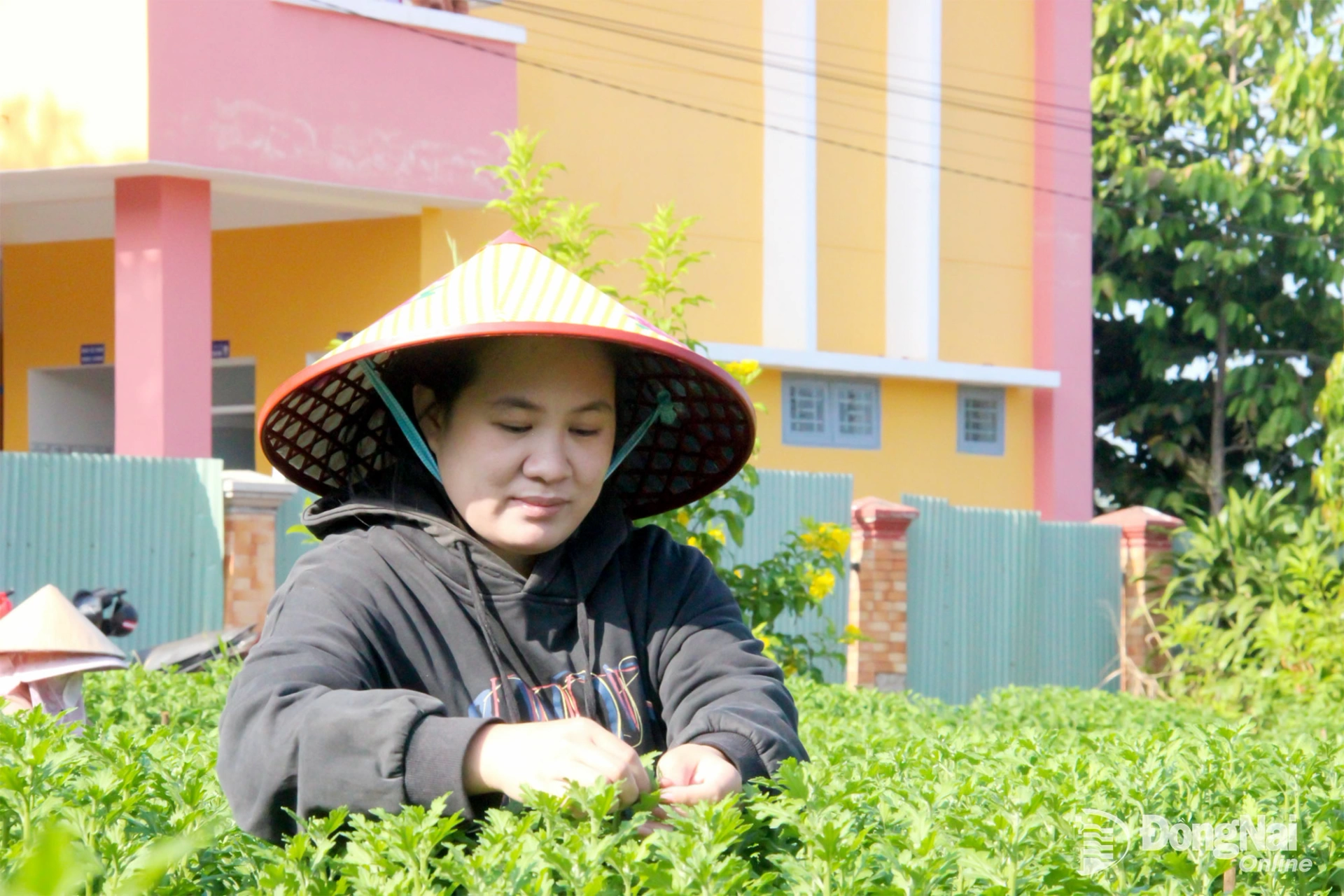 C&ocirc;ng việc t&aacute;ch nụ phải được l&agrave;m tỉ mỉ để đảm bảo hoa kh&ocirc;ng bị hư. Ảnh: Trần Danh