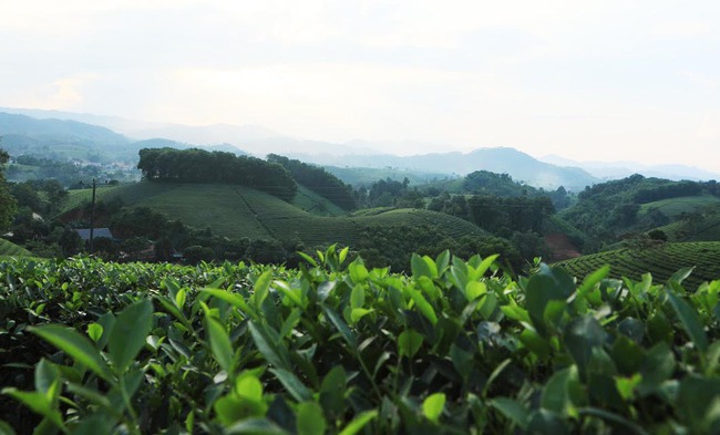 Long Cốc từ cây chè đến sản phẩm văn hóa, du lịch - Ảnh 5.