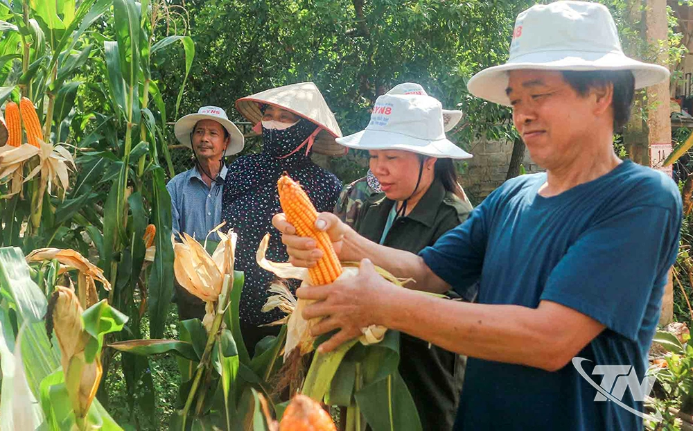 Nhằm nâng cao thu nhập cho người dân các xã phía Bắc của tỉnh, trong đó có Côn Minh, ngành chức năng đã tích cực triển khai nhiều mô hình gieo trồng ngô lai cho năng suất, hiệu quả kinh tế cao.