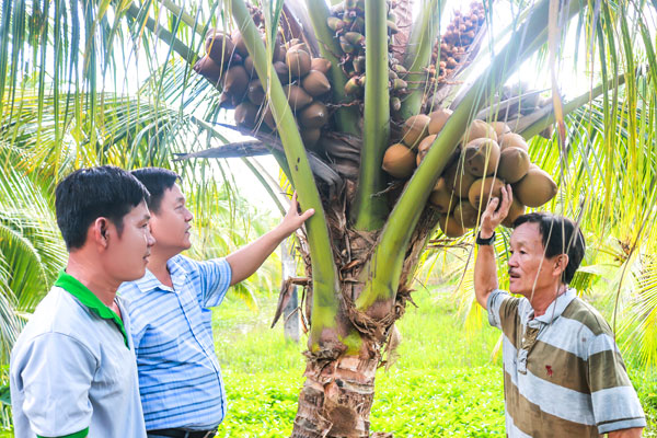 Mô hình trồng dừa hữu cơ mang lại thu nhập cho nhiều người dân xã Trung Ngãi.