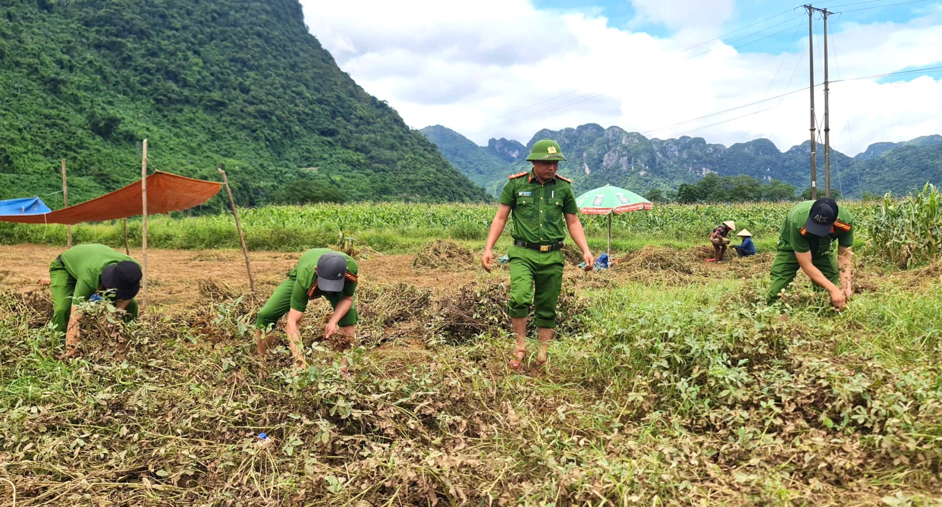Các bộ, chiến sỹ Công an xã Trường Sơn xuống đồng giúp dân thu hoạch lạc - Ảnh: Trung Đức