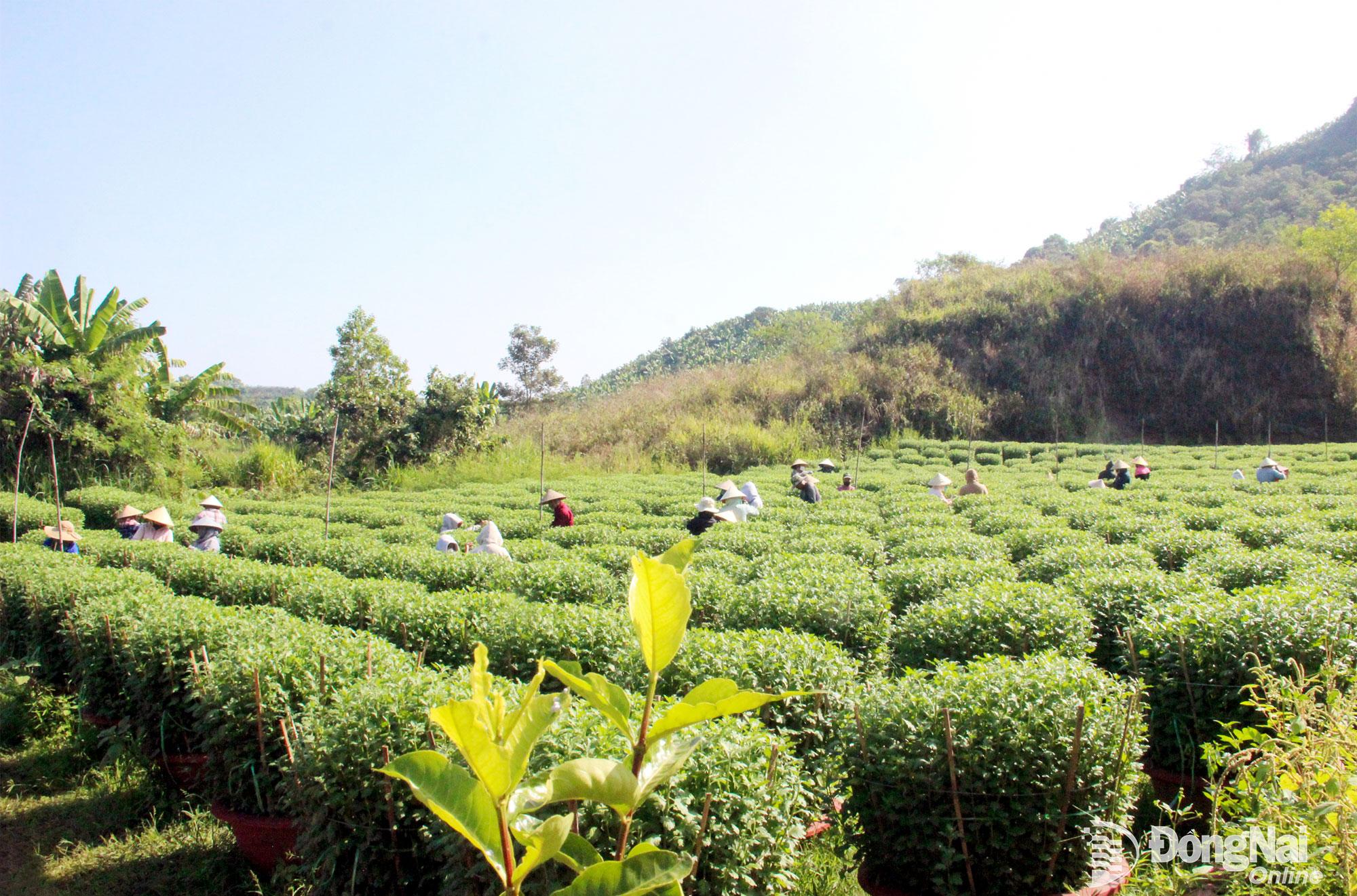 Hằng ng&agrave;y, c&oacute; rất đ&ocirc;ng người d&acirc;n tập trung tại c&aacute;c vườn hoa để t&aacute;ch nụ cho kịp thời. Ảnh: Trần Danh