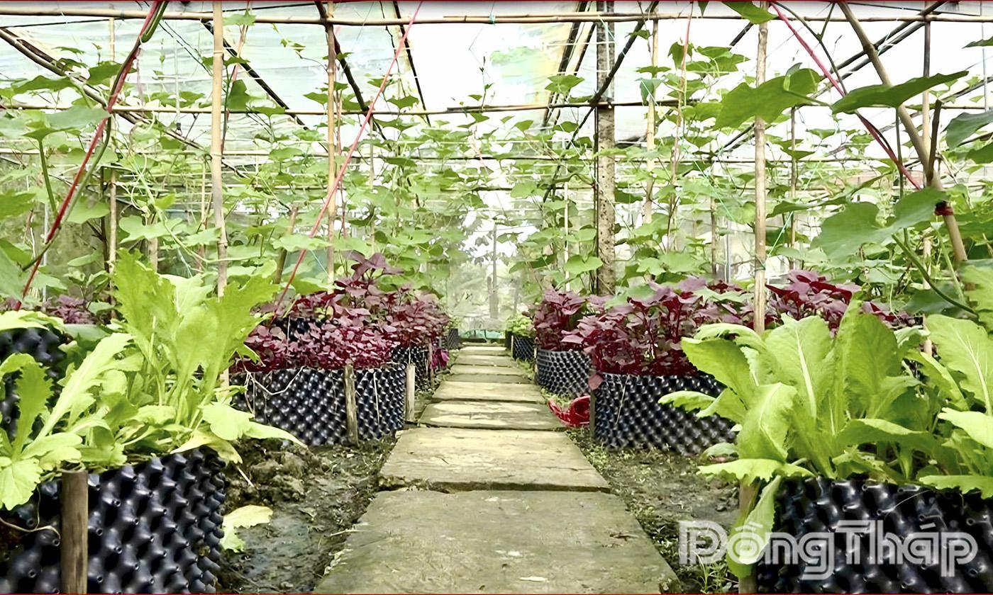 Qua bàn tay của các chiến sĩ trẻ, khu vườn được chăm sóc trở nên xanh tươi với nhiều loại rau, củ, quả.