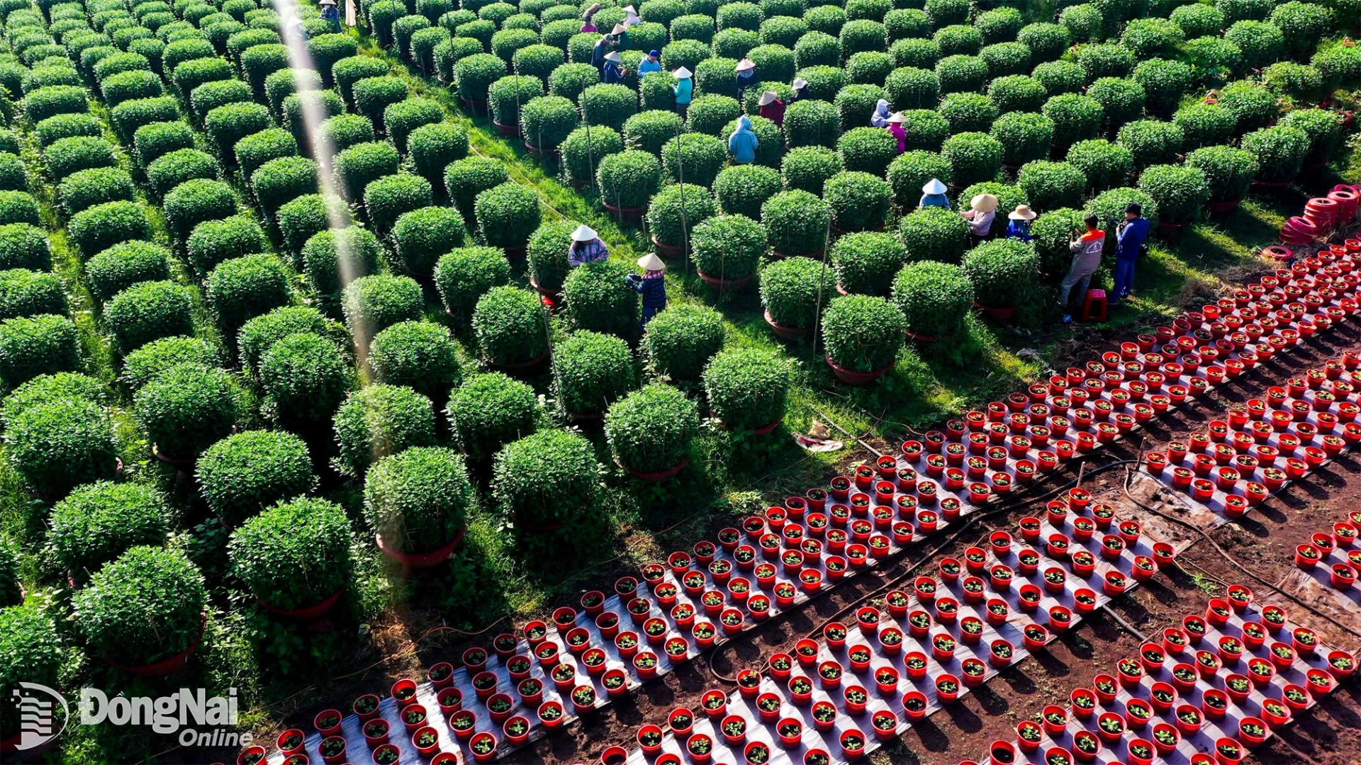 Vườn hoa nh&igrave;n từ tr&ecirc;n cao. Ảnh: Anh Trọng