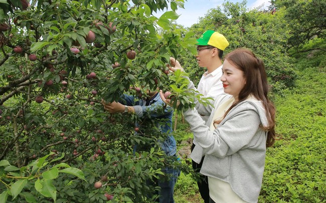 Cây mận hậu giúp xóa nghèo bền vững ở Sơn La - Ảnh 1. Cây mận hậu giúp xóa nghèo bền vững ở Sơn La - Ảnh 1.