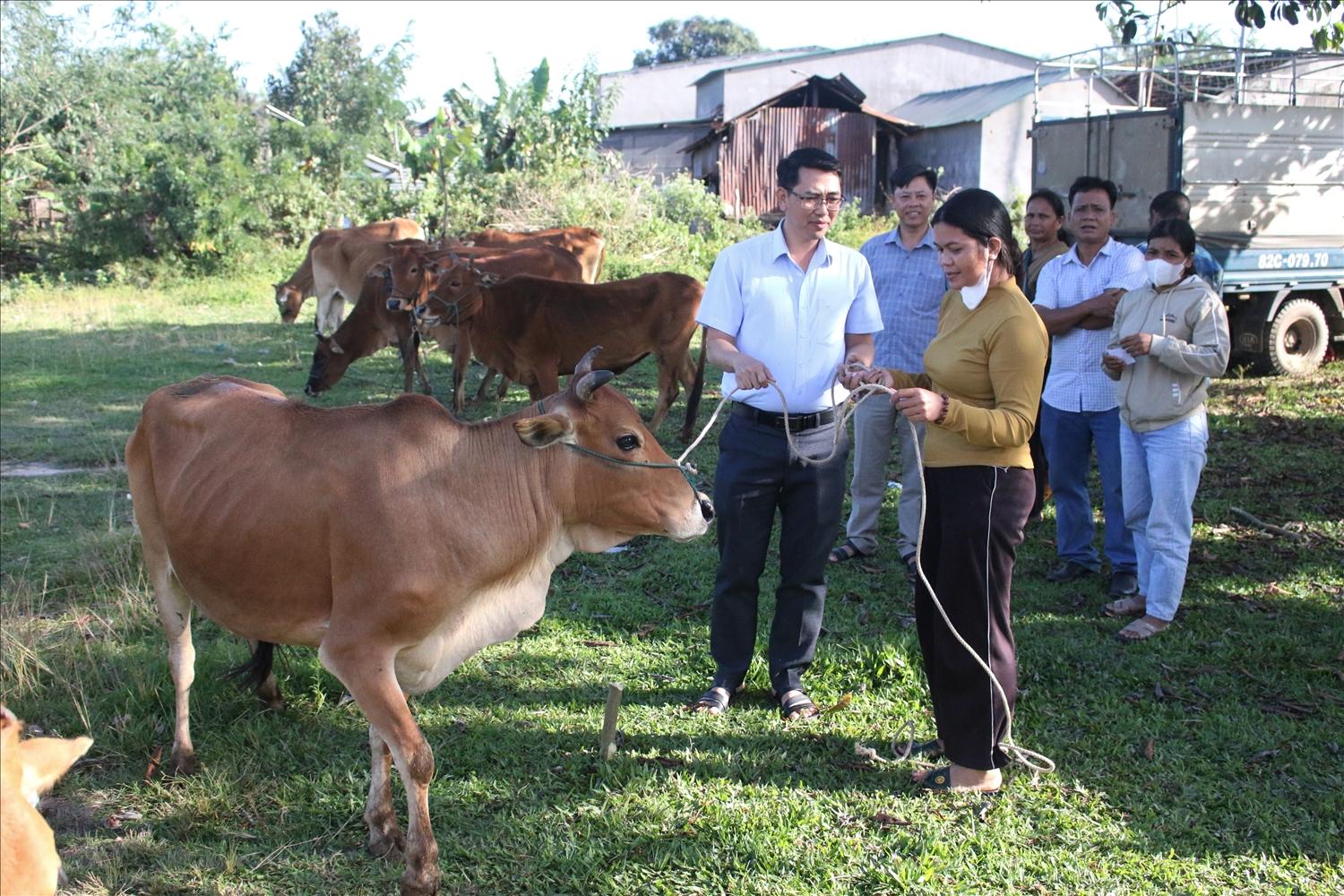 Lãnh đạo UBND xã Ya Ly trực tiếp bàn giao bò giống sinh sản cho các hộ được hỗ trợ. (Ảnh: Ngọc Chí)