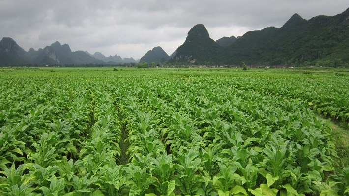 Công ty cổ phần Ngân Sơn