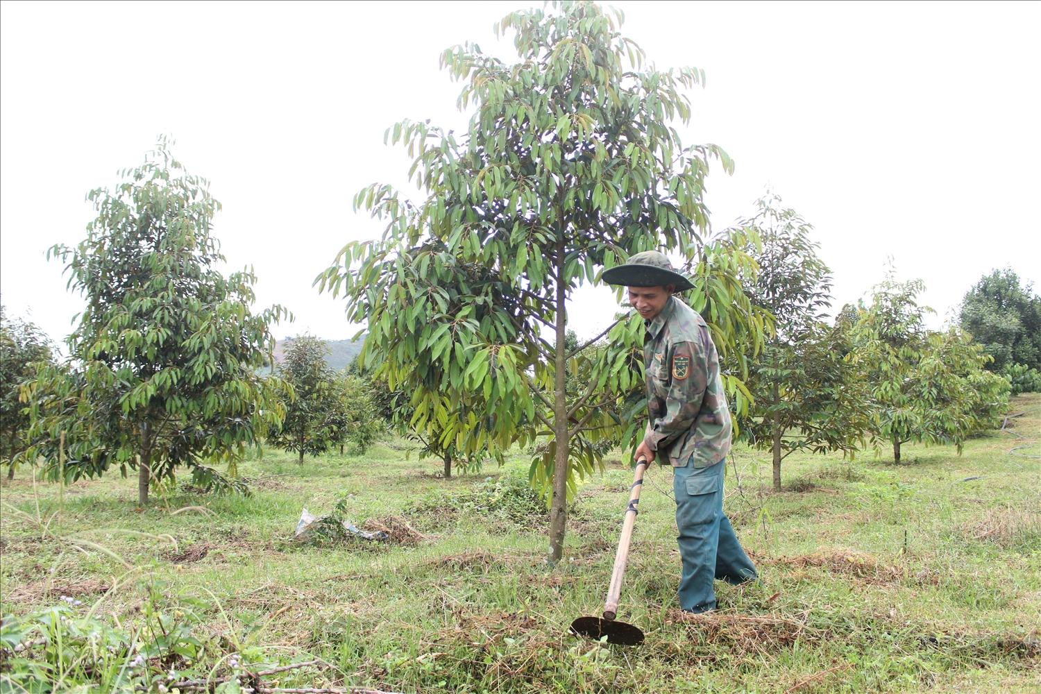 Nhờ áp dụng các tiến bộ khoa học kỹ thuật, vườn sầu riêng của đảng viên A Rưng phát triển tốt và trở thành mô hình mẫu để bà con làng Lung học hỏi. (Ảnh: Ngọc Chí) Nhờ áp dụng các tiến bộ khoa học kỹ thuật, vườn sầu riêng của đảng viên A Rưng phát triển tốt và trở thành mô hình mẫu để bà con làng Lung học hỏi. (Ảnh: Ngọc Chí)