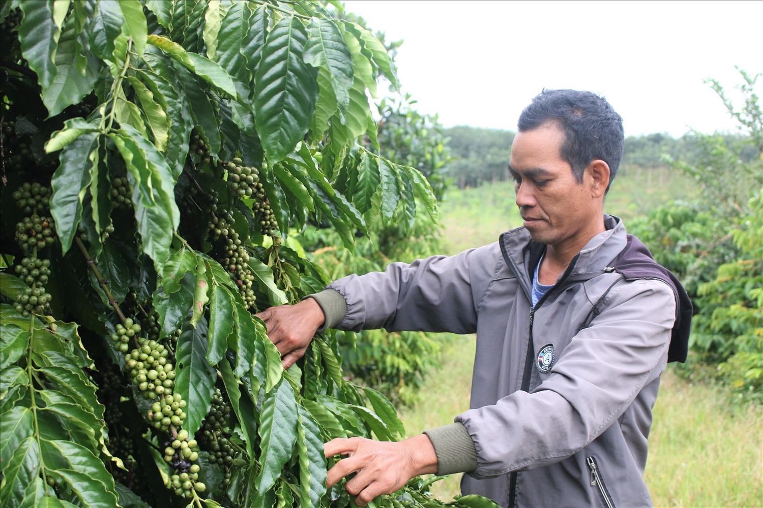 Đảng viên A Blơh là người tiên phong chuyển đổi cơ cấu cây trồng ở làng O, xã Ya Ly. (Ảnh: Ngọc Chí) Đảng viên A Blơh là người tiên phong chuyển đổi cơ cấu cây trồng ở làng O, xã Ya Ly. (Ảnh: Ngọc Chí)