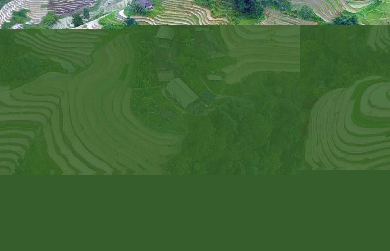 Ngoài sản xuất nông nghiệp với các loại cây truyền thống như ngô, lúa, xã Lao Chải đang định hướng cho người dân phát triển các loại cây cho giá trị kinh tế cao khác như chè Shan tuyết, thảo quả...