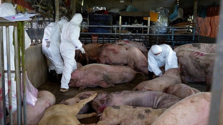dịch tả lợn châu Phi