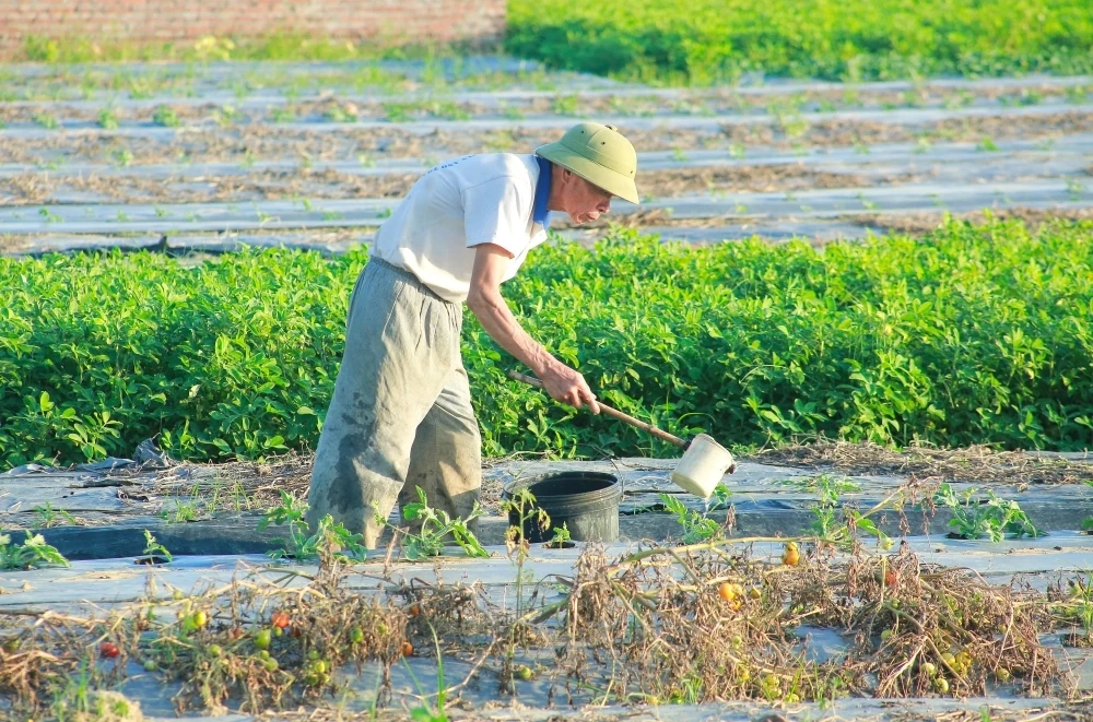 Nông dân nỗ lực chống nóng cho cây trồng
