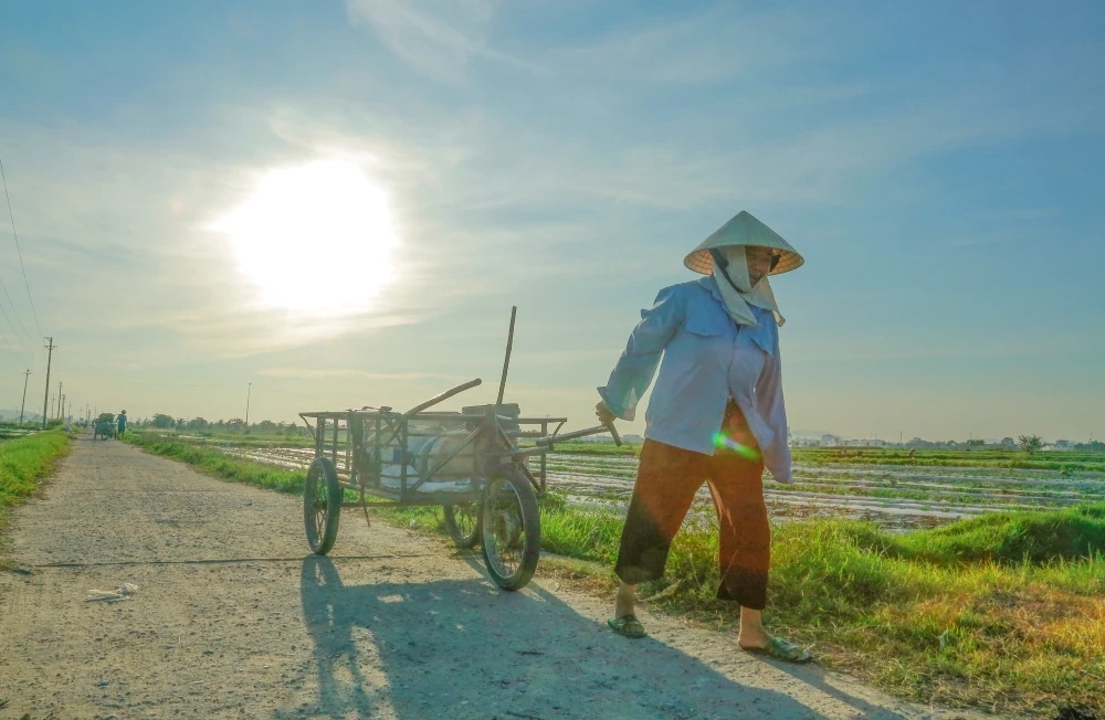 Nông dân nỗ lực chống nóng cho cây trồng