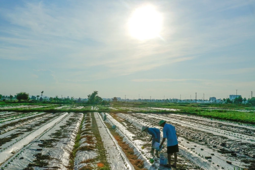 Nông dân nỗ lực chống nóng cho cây trồng