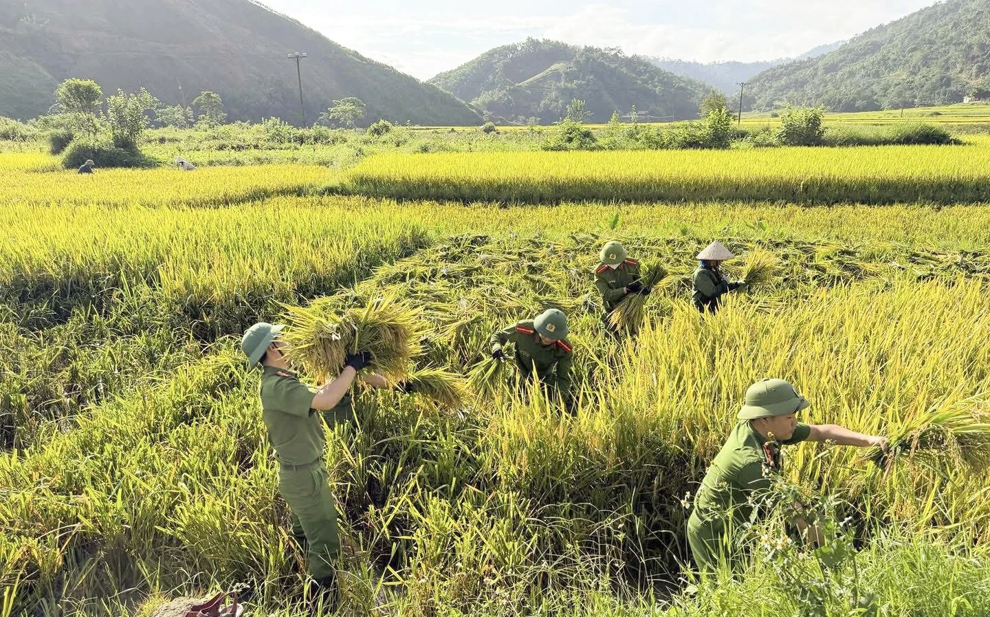 Nông dân nỗ lực chống nóng cho cây trồng