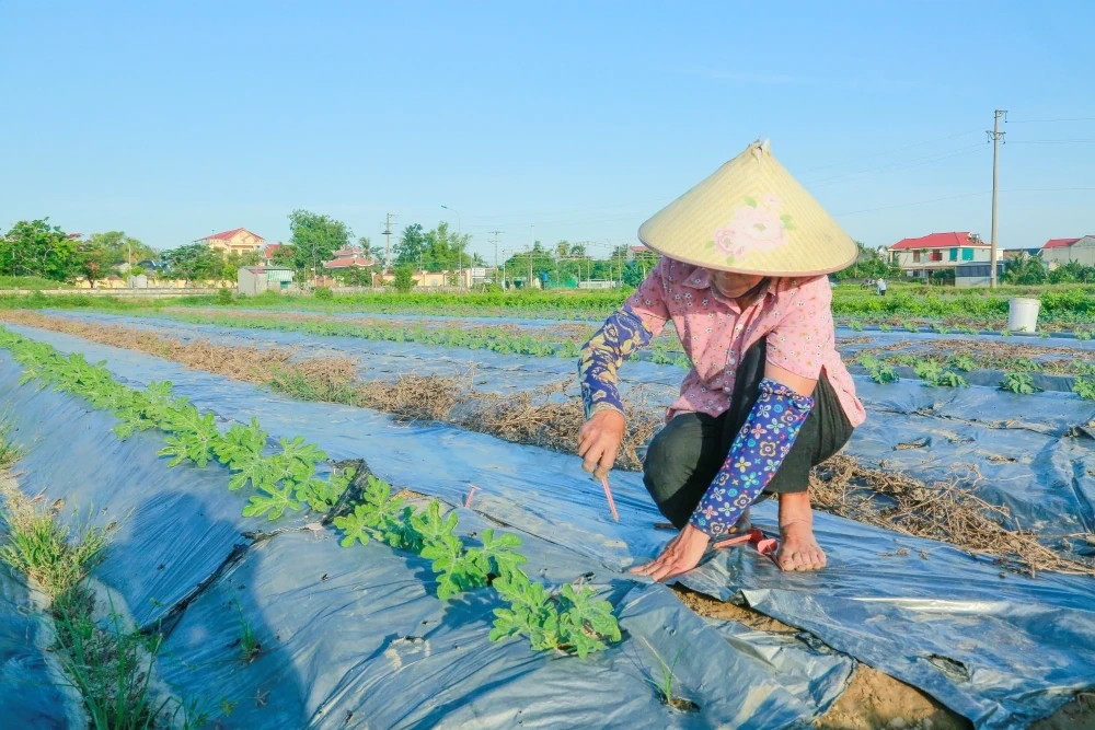 Nông dân nỗ lực chống nóng cho cây trồng