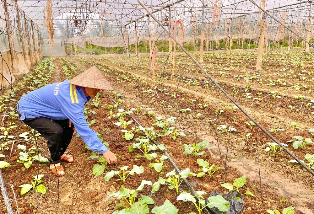 Nông dân nỗ lực chống nóng cho cây trồng