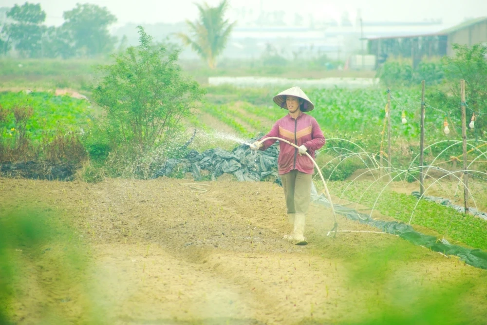 Nông dân nỗ lực chống nóng cho cây trồng