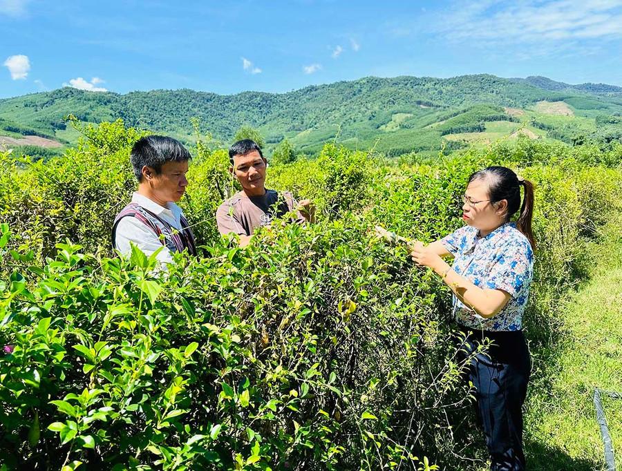Ông Đinh Văn Hâm (giữa) giới thiệu với các đảng viên Chi bộ thôn 2 An Dũng về hiệu quả của Dự án liên kết trồng cây thìa canh mang lại. Ảnh: Duy Đăng Ông Đinh Văn Hâm (ở giữa) giới thiệu với các đảng viên Chi bộ thôn 2 An Dũng về hiệu quả của Dự án liên kết trồng cây thìa canh mang lại. Ảnh: Duy Đăng