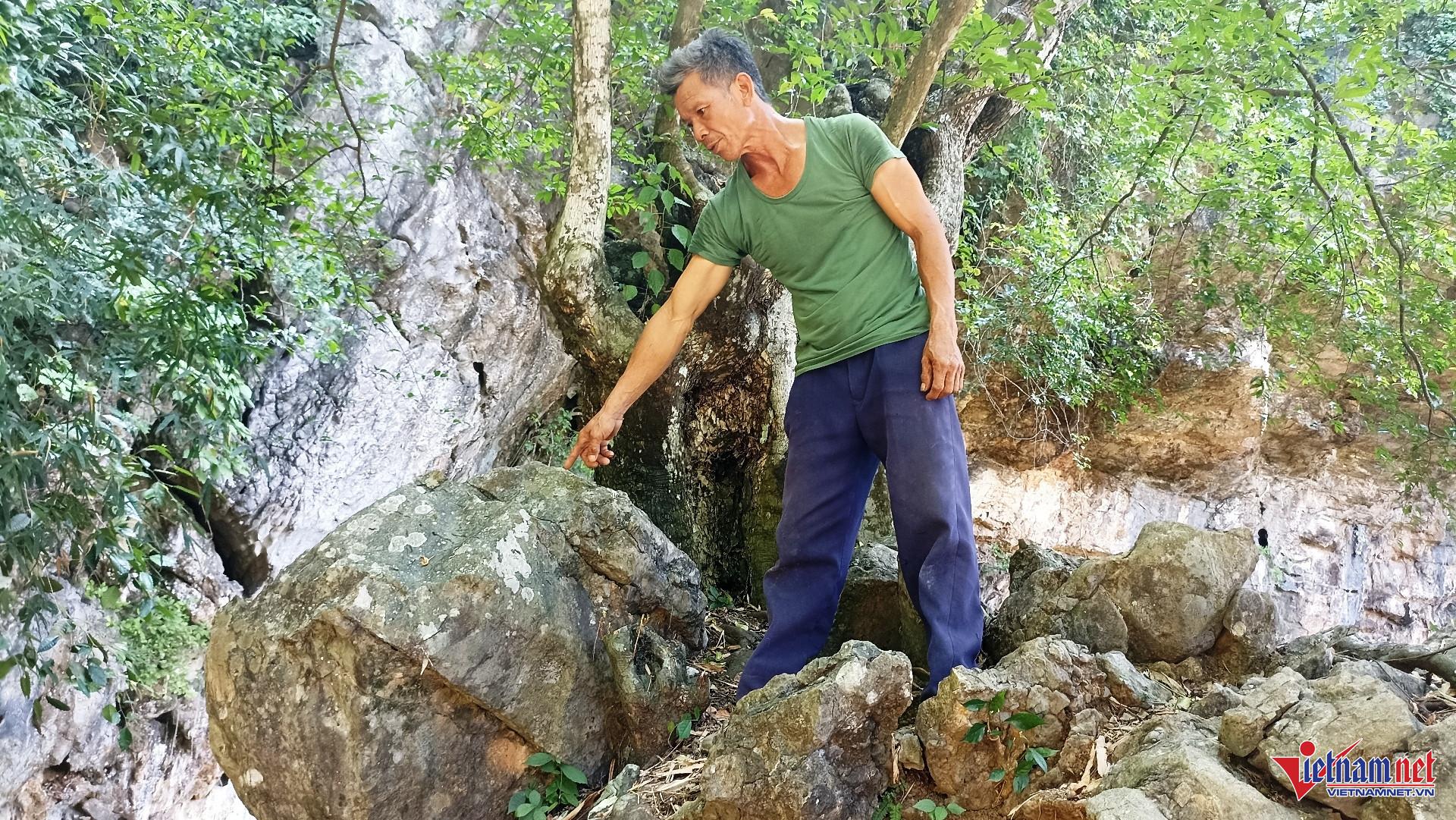 W-Cây thị 6.jpg