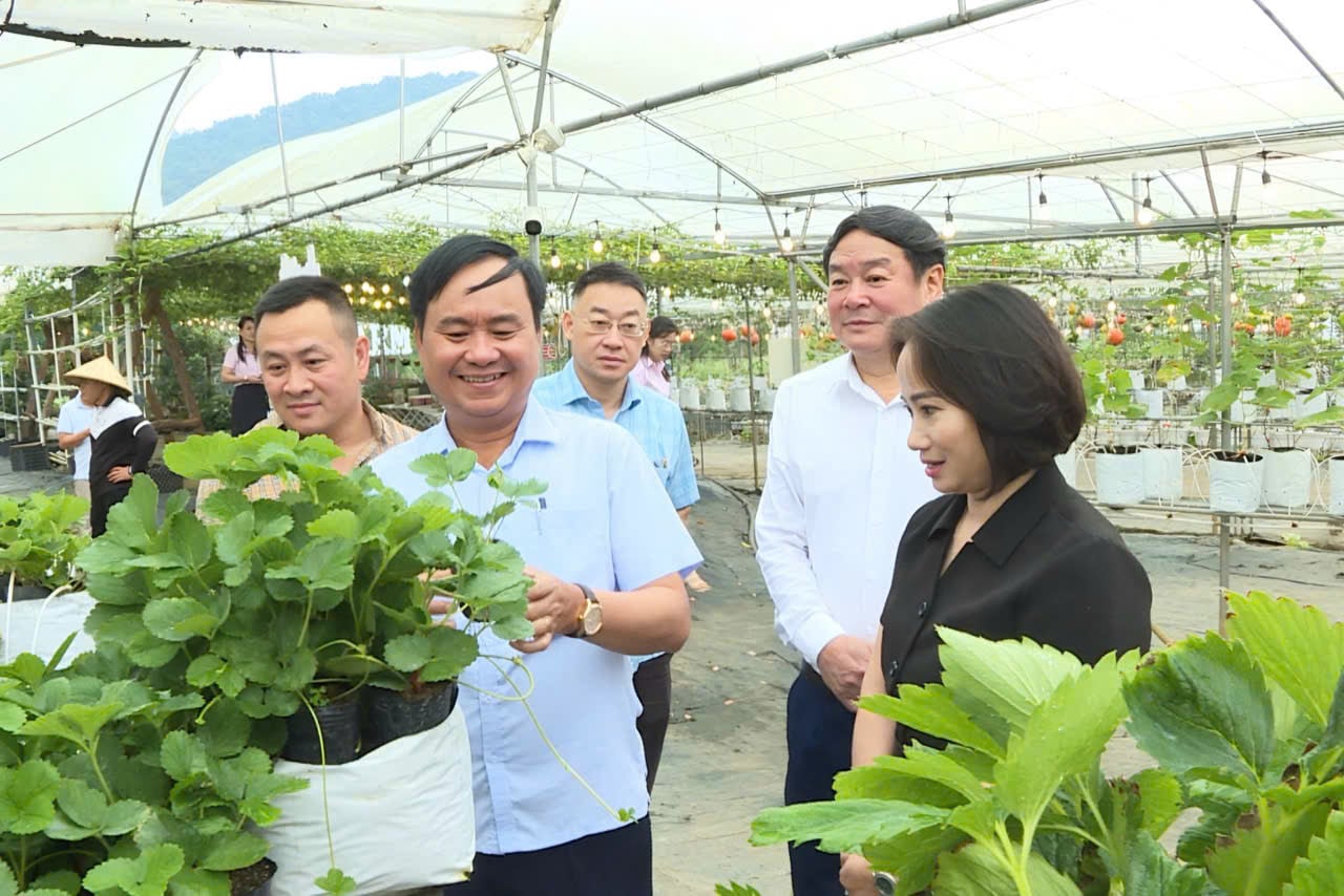 Thứ trưởng Võ Văn Hưng cùng đoàn công tác thăm mô hình nông nghiệp tiêu biểu tại phường Mộc Châu. Ảnh: Nguyễn Nga.