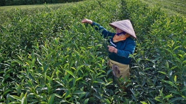 Chương trình mục tiêu quốc gia xây dựng nông thôn mới và giảm nghèo bền vững giúp người dân nâng cao thu nhập. Ảnh: Nguyễn Thành. Chương trình mục tiêu quốc gia xây dựng nông thôn mới và giảm nghèo bền vững giúp người dân nâng cao thu nhập. Ảnh: Nguyễn Thành.