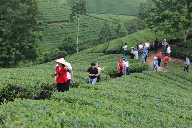 Giữ lửa nghề xao chè bằng tay của người Mường Long Cốc, hành trình làm chè sạch gắn với bảo tồn văn hóa và phát triển du lịch bền vững - Ảnh 9. Giữ lửa nghề xao chè bằng tay của người Mường Long Cốc, hành trình làm chè sạch gắn với bảo tồn văn hóa và phát triển du lịch bền vững - Ảnh 9.