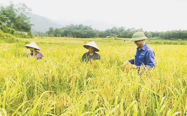 Phú Thọ xây dựng chỉ dẫn địa lý cho nếp Gà Gáy Mỹ Lung: Hướng đi nâng tầm nông sản vùng đồng bào Mường - Ảnh 1.