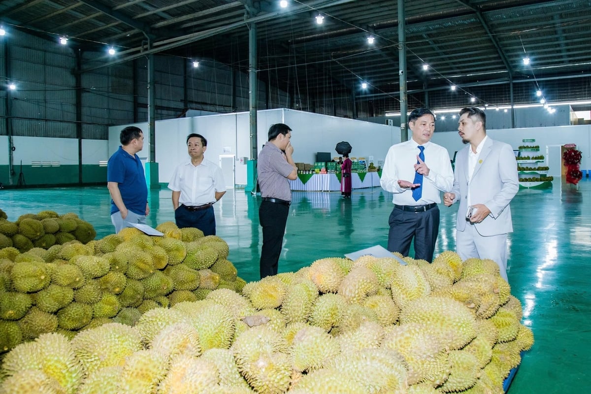 Sầu riêng được tập kết tại nhà máy của Công ty Cổ phần Ban Mê Green Farm trước khi đưa vào các công đoạn chế biến, cấp đông, phục vụ thị trường. Ảnh: N.Tiến.