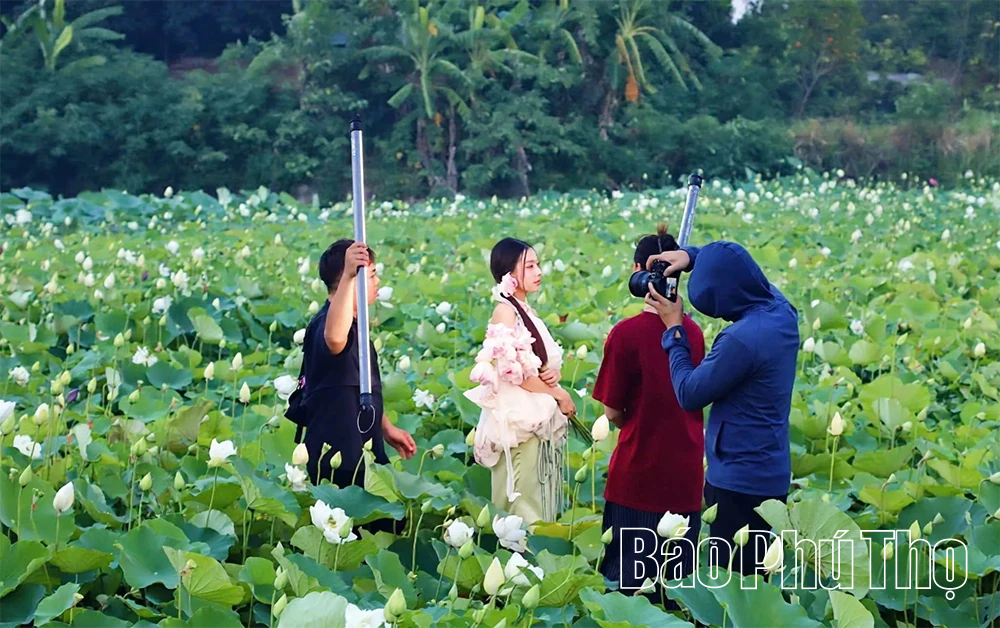 Hương sen gọi mùa