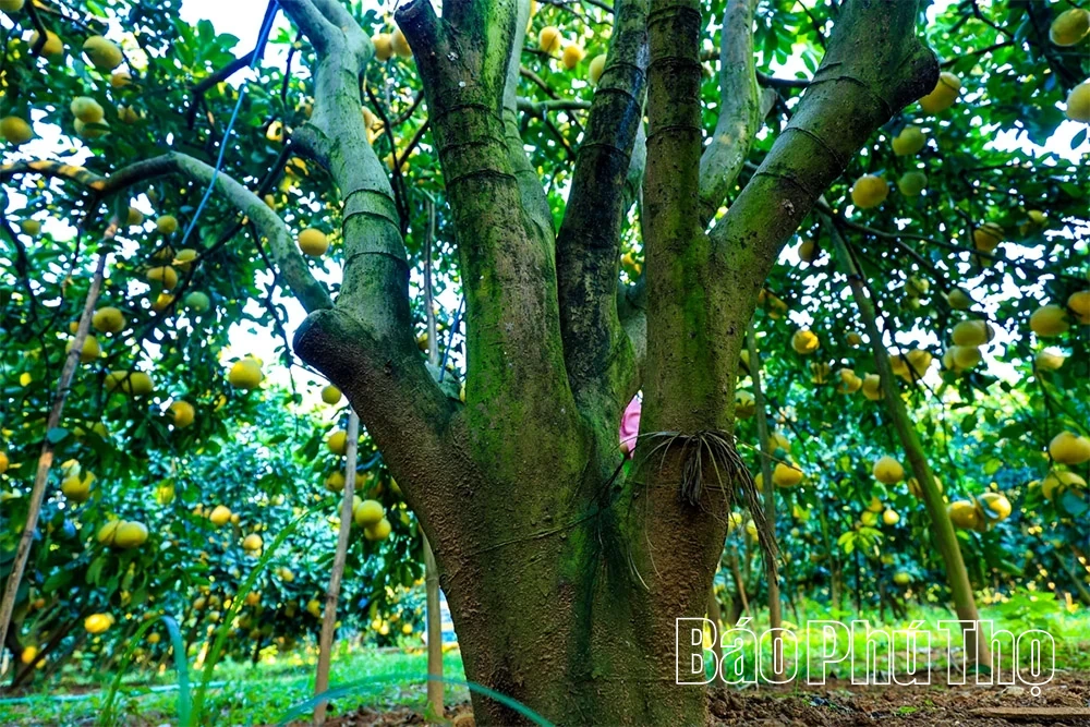 Thơm hương vị bưởi đỏ Tân Lạc