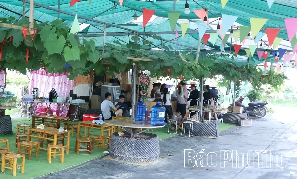 Check-in nông trại nho sạch Sông Lô