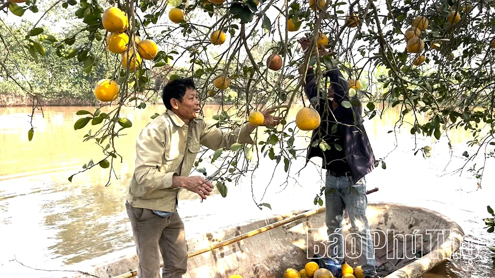 Bưởi Vĩnh Phú - “Hương vị đất Phủ”