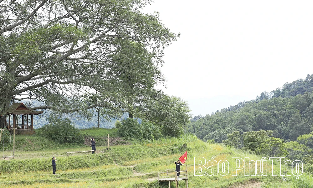 Xóm Mừng rực rỡ mùa hoa Sao Nhái