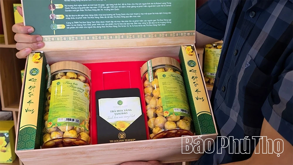 Hành trình cứu cánh “nữ hoàng trà” của chàng kỹ sư trẻ