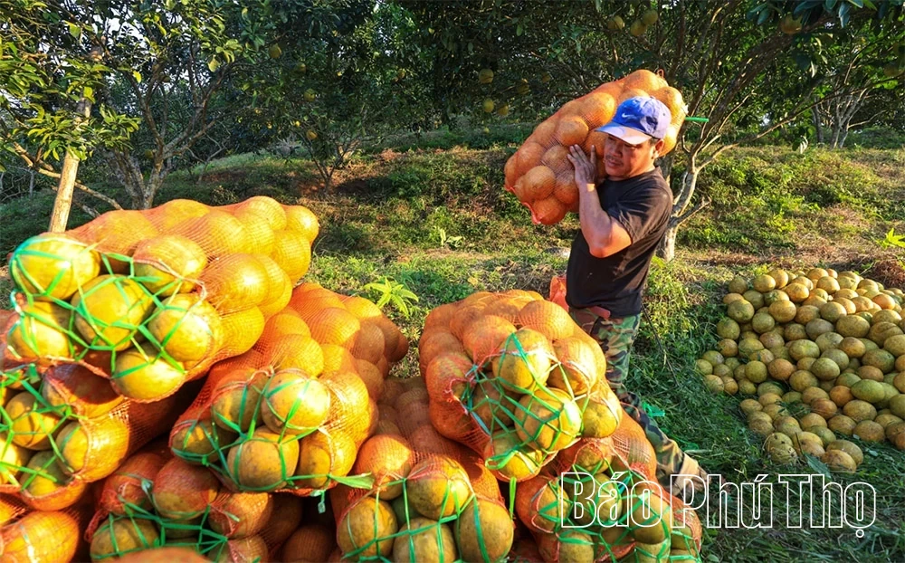 Thơm hương vị bưởi đỏ Tân Lạc