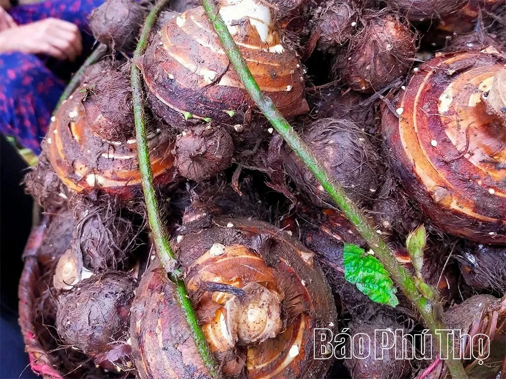 Khoai sọ Phúc Sạn - Hương vị từ đất trời vùng lòng hồ sông Đà