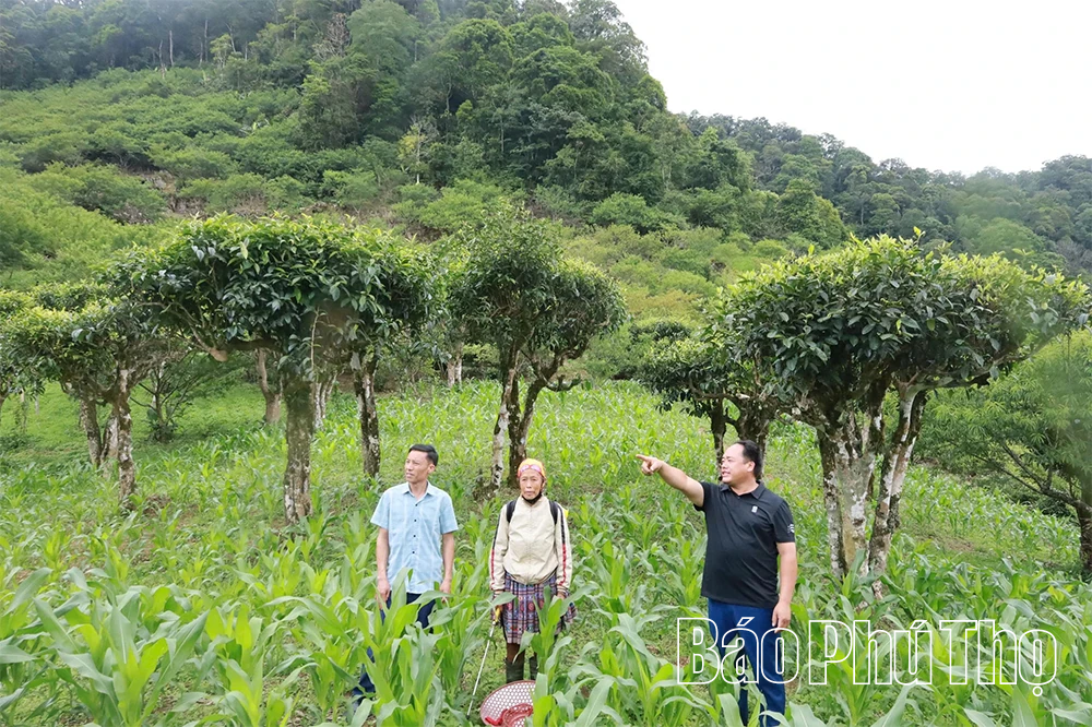 Khám phá quần thể chè Shan Tuyết cổ thụ ở Pà Cò