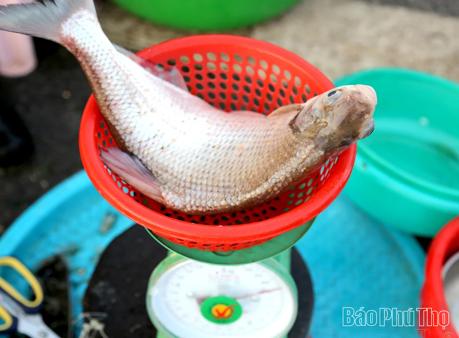 Thưởng thức chả cá Vền sông Lô